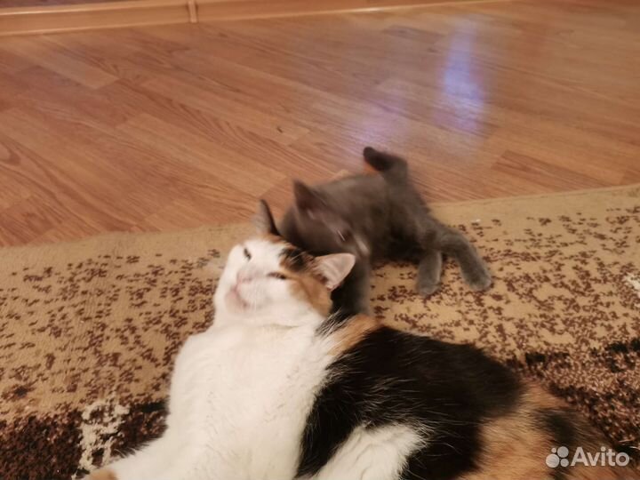 Котята в добрые руки бесплатно