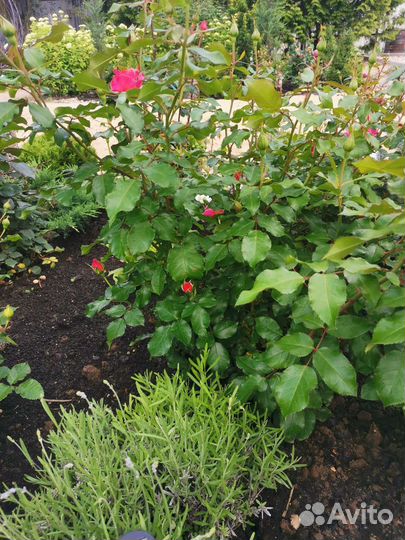 Лаванда саженцы