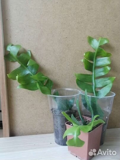 Эпифиллум хризокардиум / chrysocardium