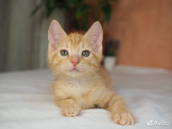 Котенок Левушка в добрые руки