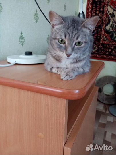 Кот