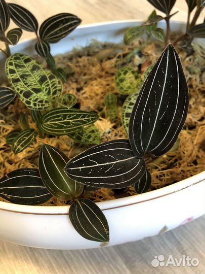 Драгоценные орхидеи