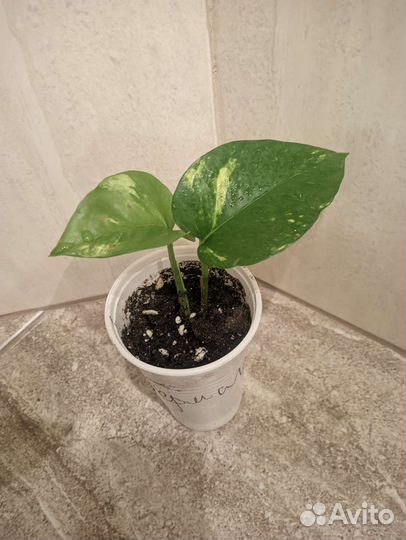 Эпипремнум Неон, Сциндапсус золотистый