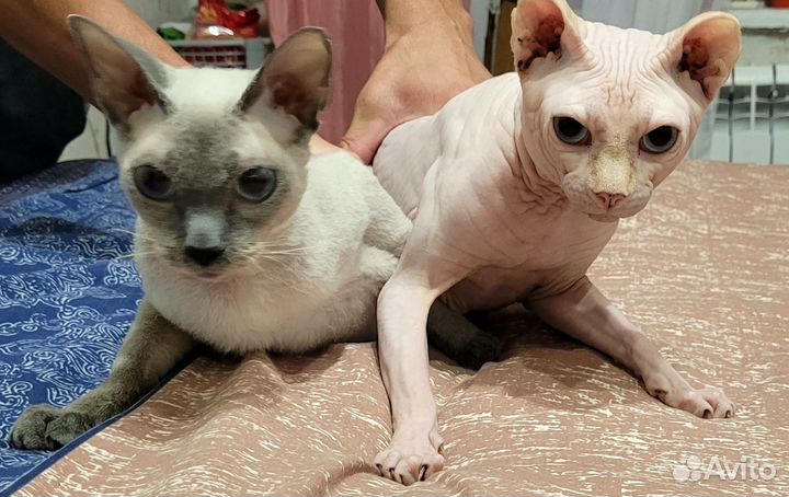 Канадский сфинкс котенок