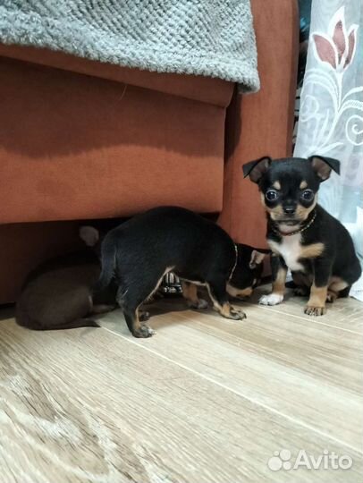 Щенки чихуахуа