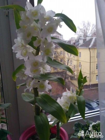 Дендробиум орхидея