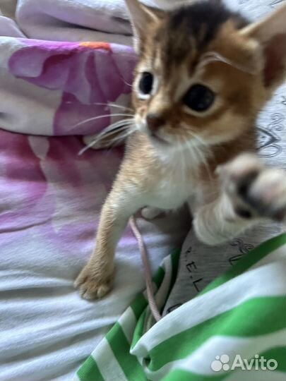 Абесинские котята