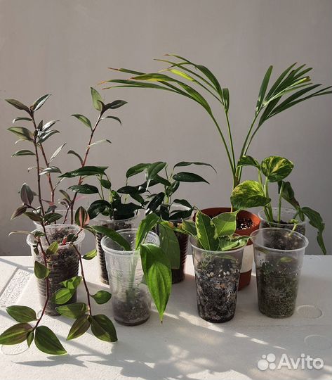 Домашние растения