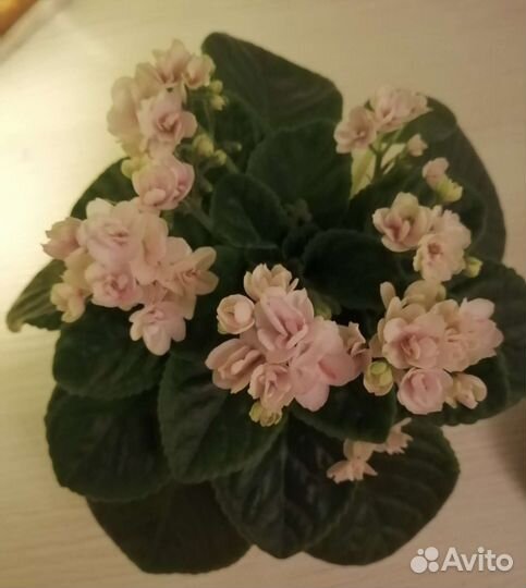 Детки сортовых фиалок