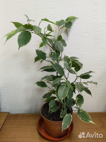 Фикус бенджамина Саманта