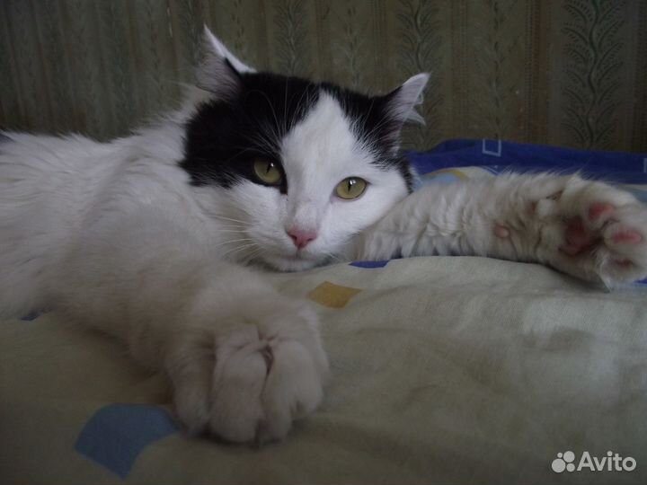 Передержка котов/кошек в квартире