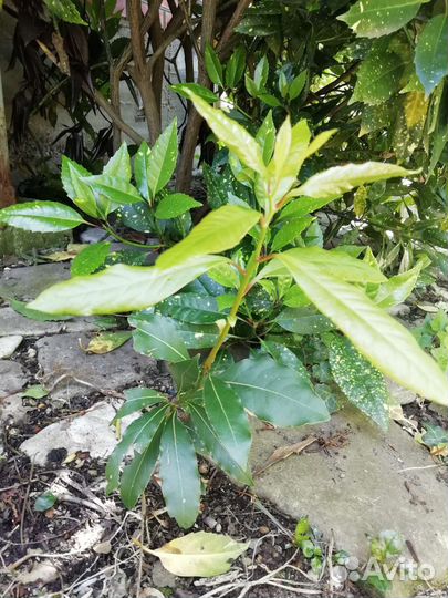 Лавровый лист букеты