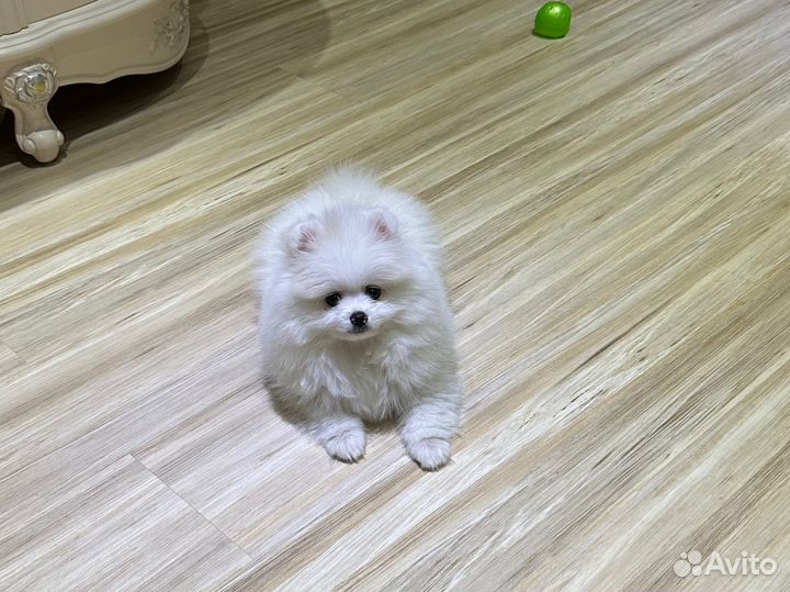 Померанский шпиц мини белый