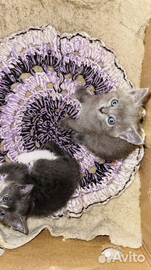 Котята в добрые руки даром бесплатно