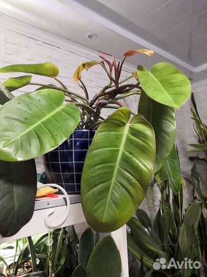 Филодендрон
