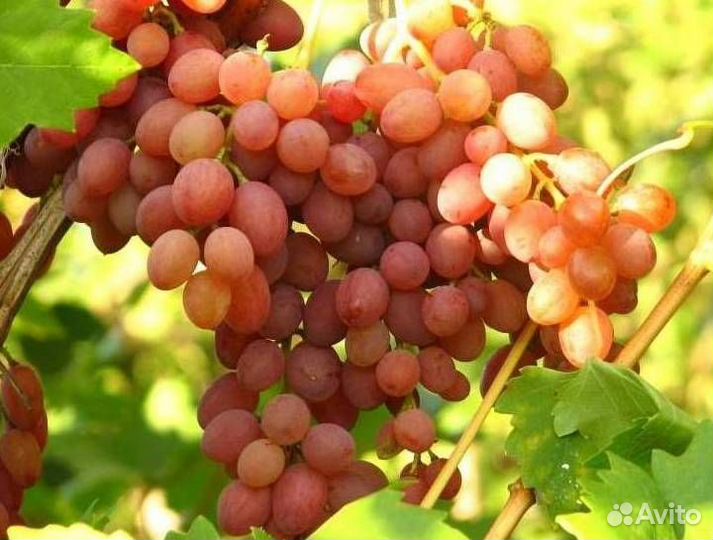 Саженцы винограда Кишмиш Лучистый