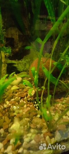 Рыбки цихлицы барбусы сомы все в одни руки