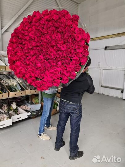 Букет роз 101 роза 51 роза