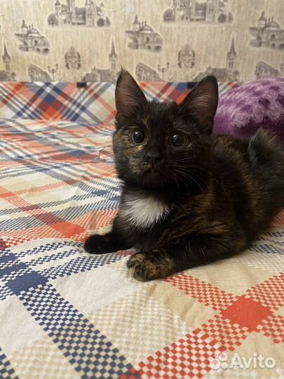 Луна ищет дом