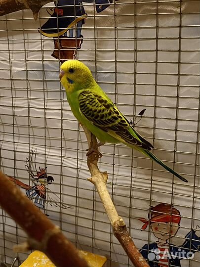 Волнистый попугай