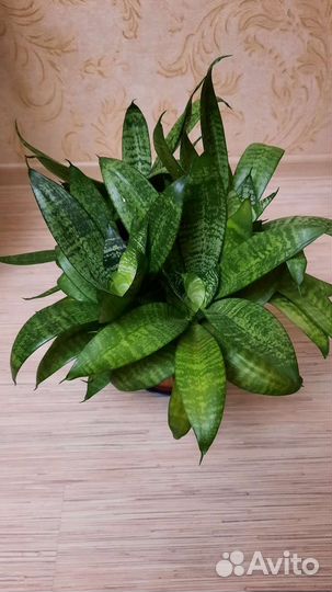 Сансевиерия