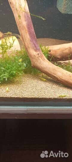 Креветки, корм, анциструс, панда