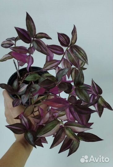 Традесканция Квадриколор