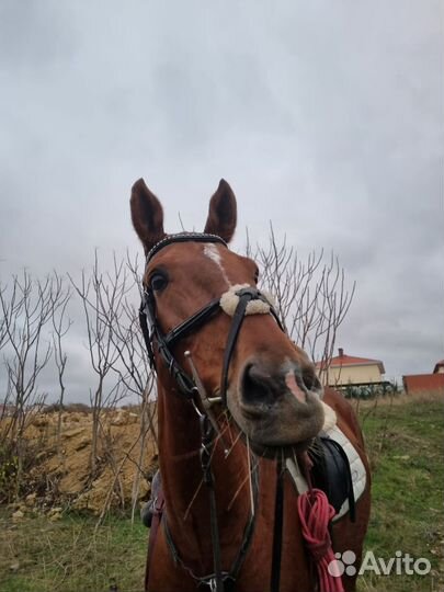 Амуниция для лошади