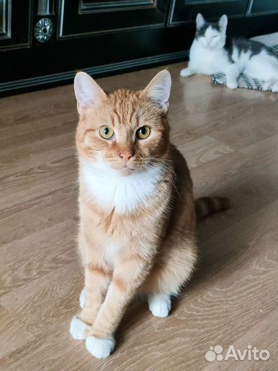 Кот Ванечка