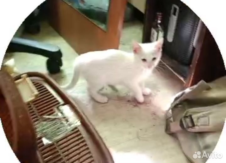 Котята