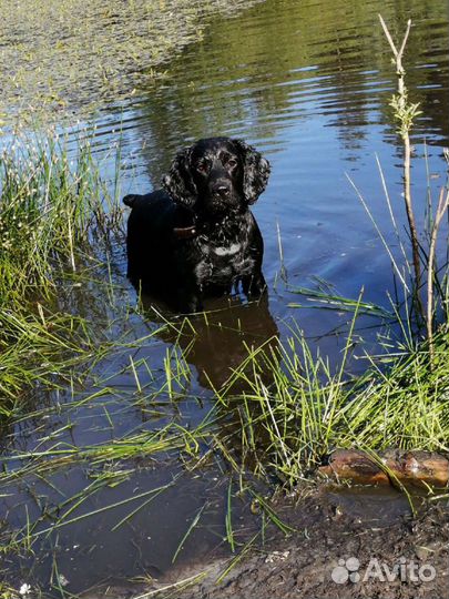 Мальчик для вязки русский охотничий спаниель