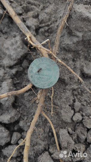 Поиск с металлоискателем