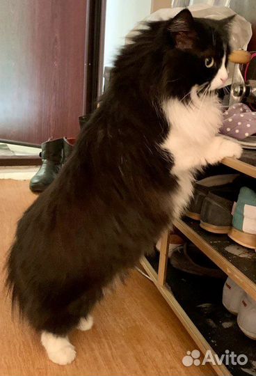 Кошка добрые руки