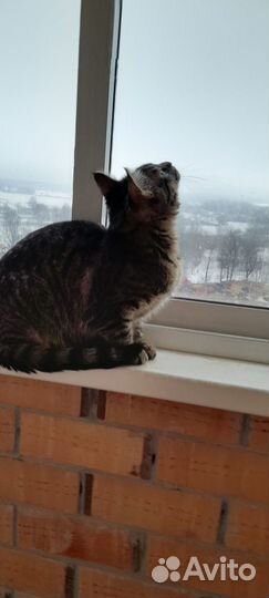 Отдам кота в добрые руки