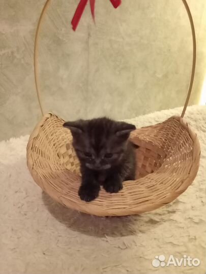 Отдам в добрые руки