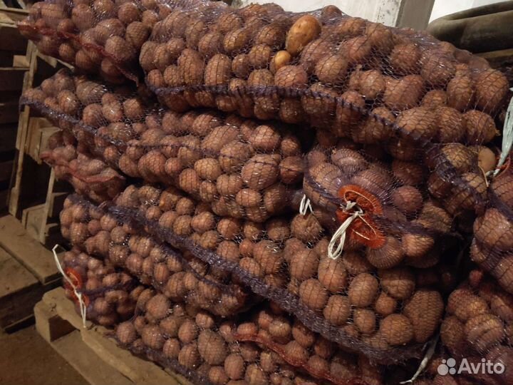 Продам картофель оптом и в розницу