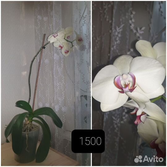 Орхидея