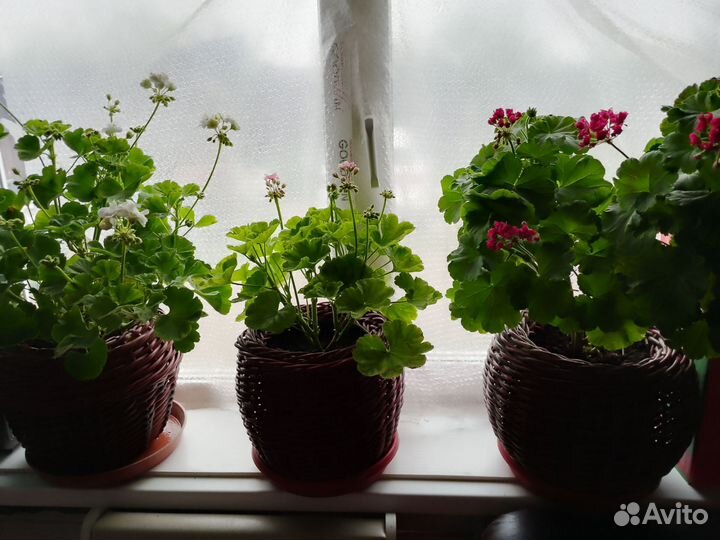 Герань пеларгония