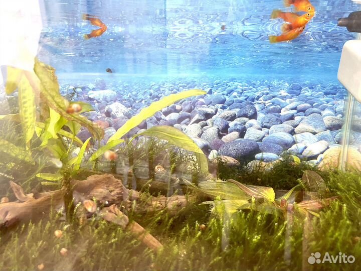 Аквариум с растениями и рыбками