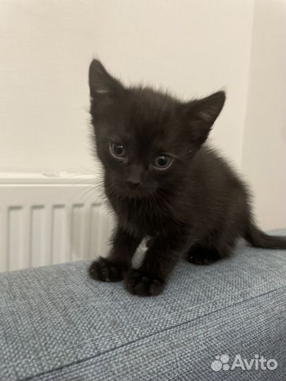 Котята