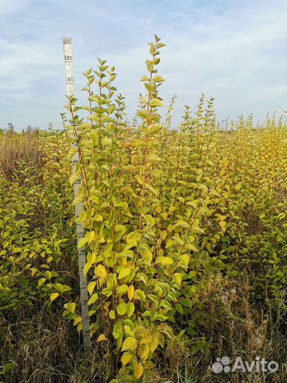 Чубушник (Жасмин)