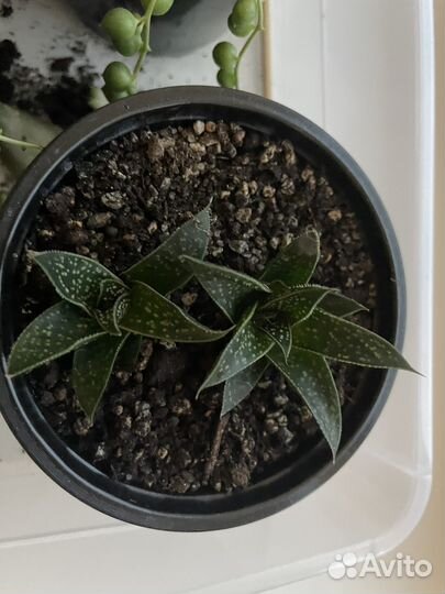 Суккуленты набор