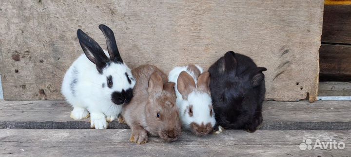 Немецкий пестрый великан