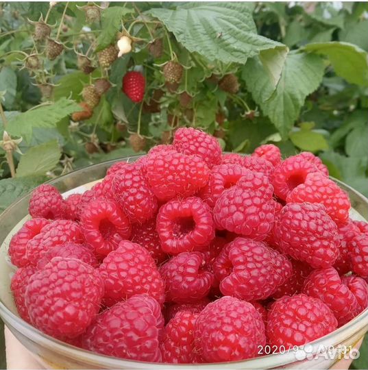 Саженцы малины