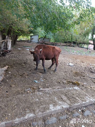 Продается дойная корова