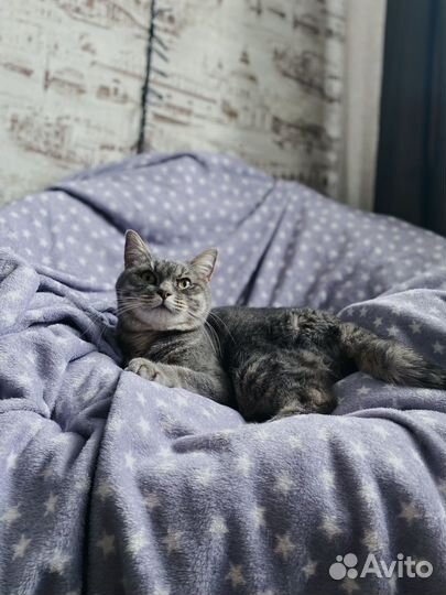 Малышка кошка ищет дом