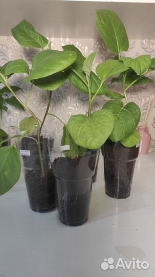 Рассада баклажан