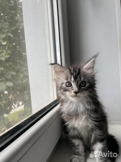 Мейн-кун девочка