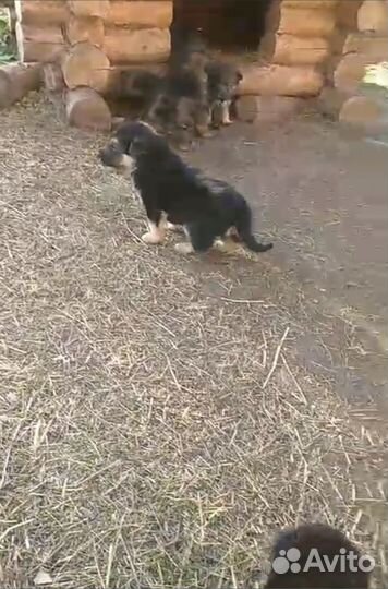 Отдам в добрые руки