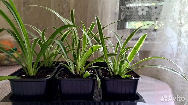 Гвоздика китайская,седум(очиток),хлорофитум